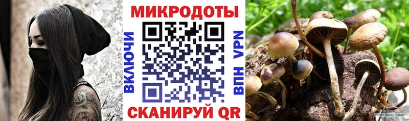 Купить  Перевоз  Галлюциногенные грибы Psilocybine cubensis 